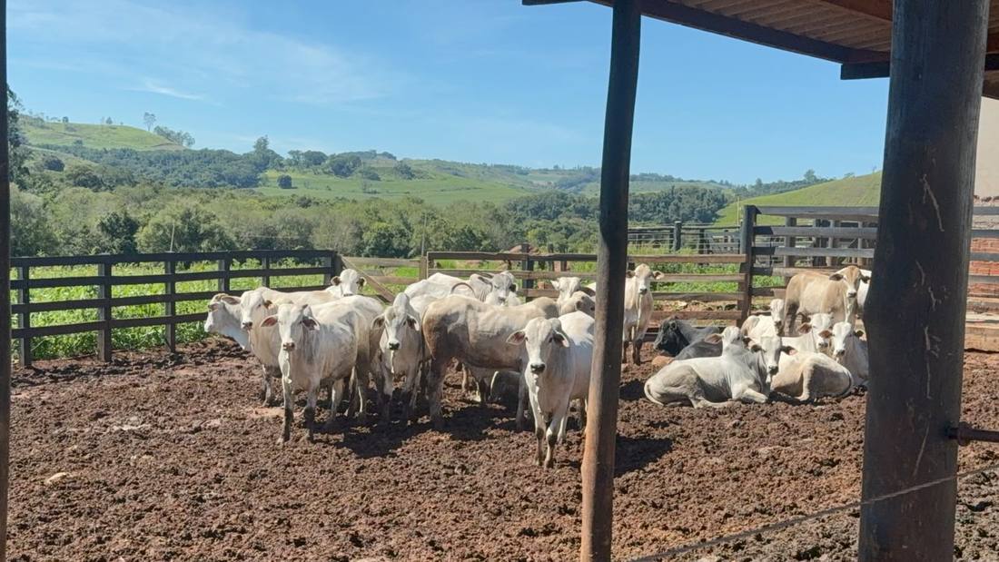 Carnes, Cortes Especiales y Subproductos