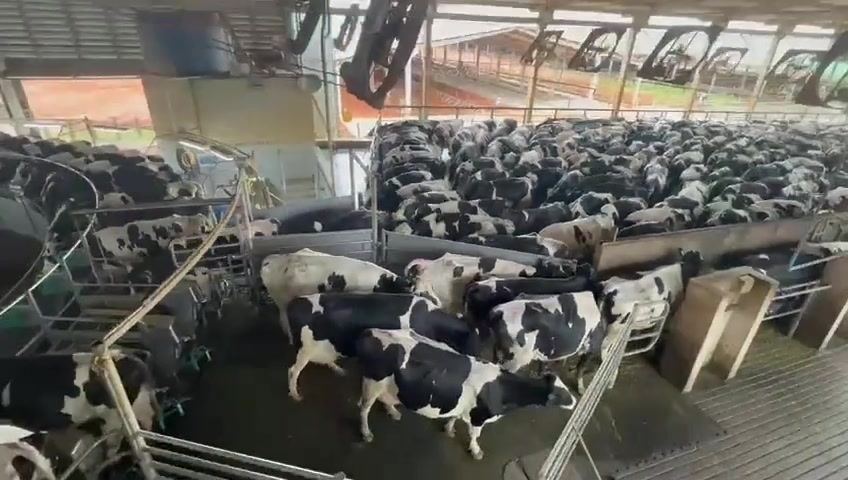 Estructura de Confinamiento Intensivo: Nutrición y Escala