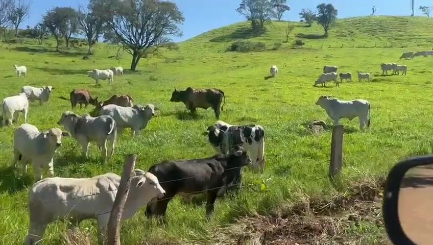 Cría y Recría a Pasto: Manejo Sostenible y Bienestar Animal