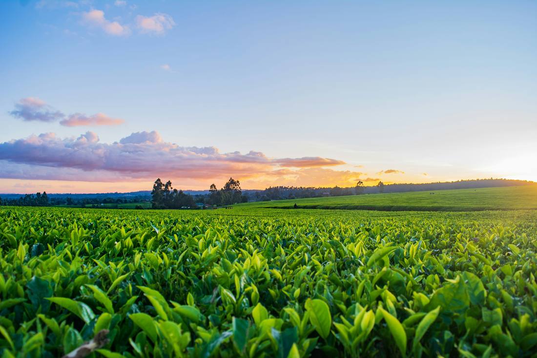 Agronegocio y Commodities Agrícolas