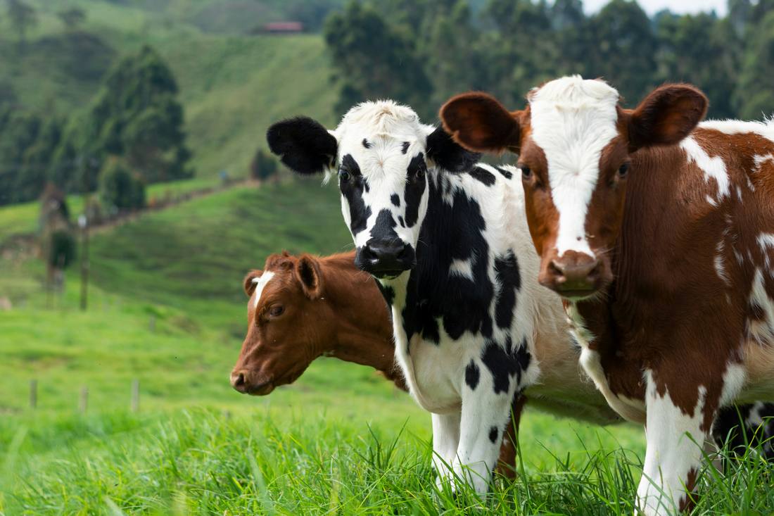 Proteína Animal, Ganadería y Producción Lechera