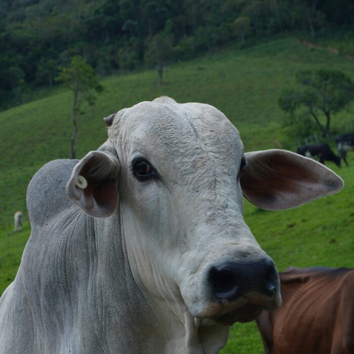 Originação e Produtores