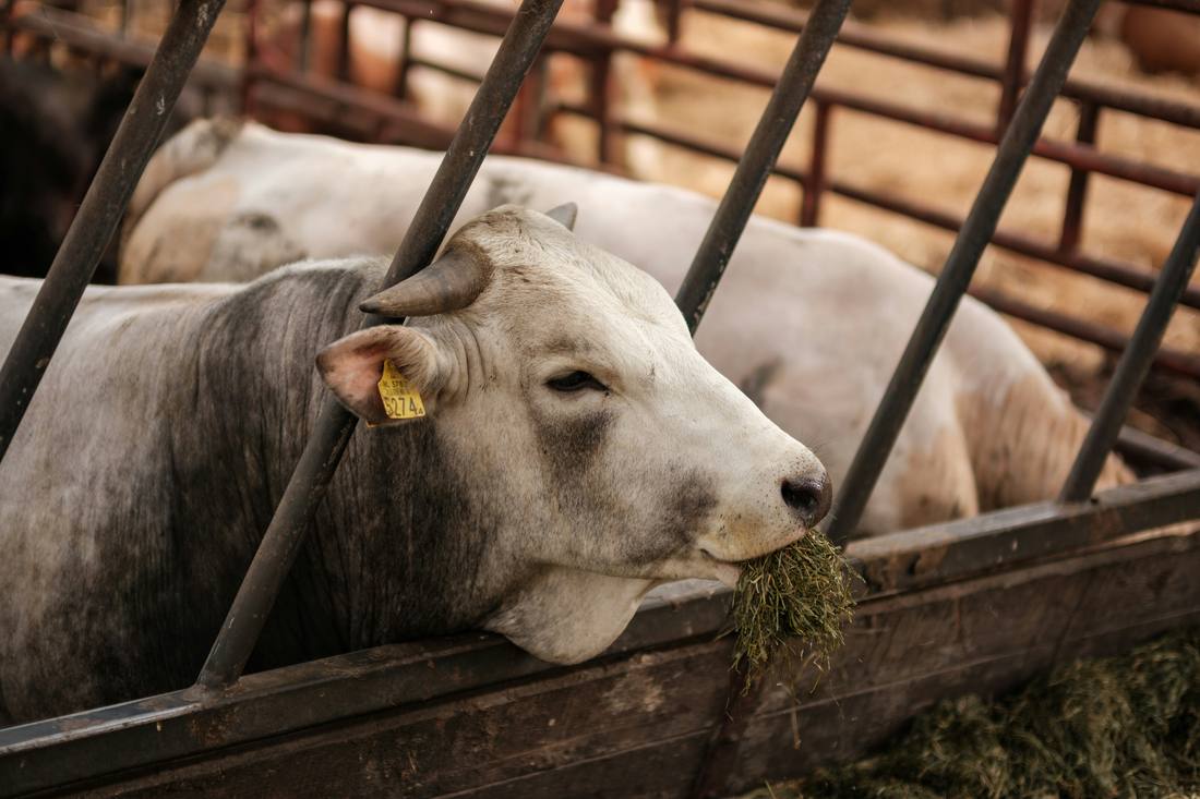 Specialized Live Cattle Shipping (Livestock)